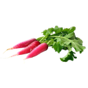 Radish Red (Mooli)