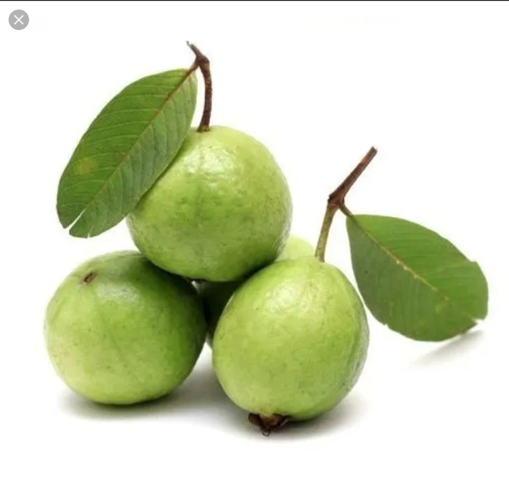 Guava Indian