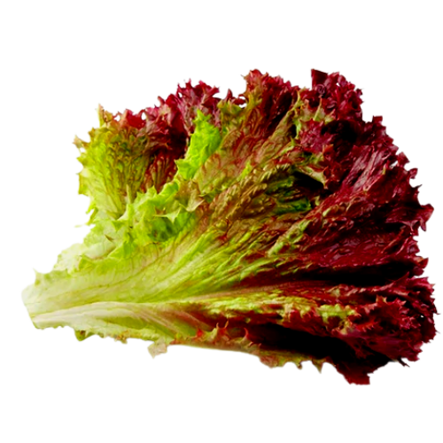 Lettuce Red