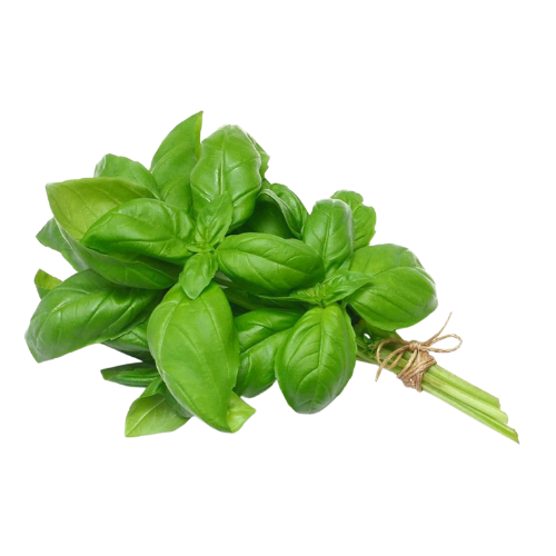 Basil Leaves