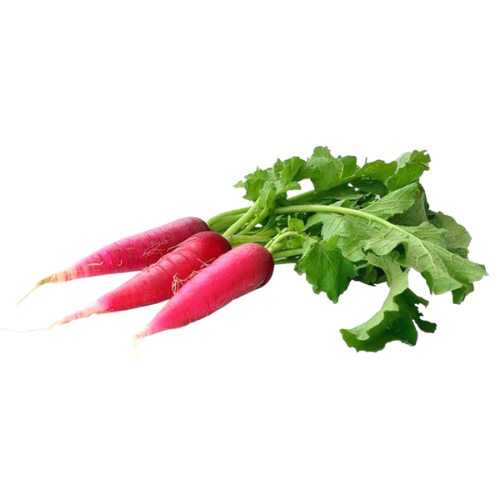 Radish Red (Mooli)