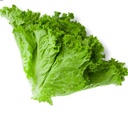 Lettuce