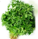 Methi