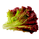 Lettuce Red